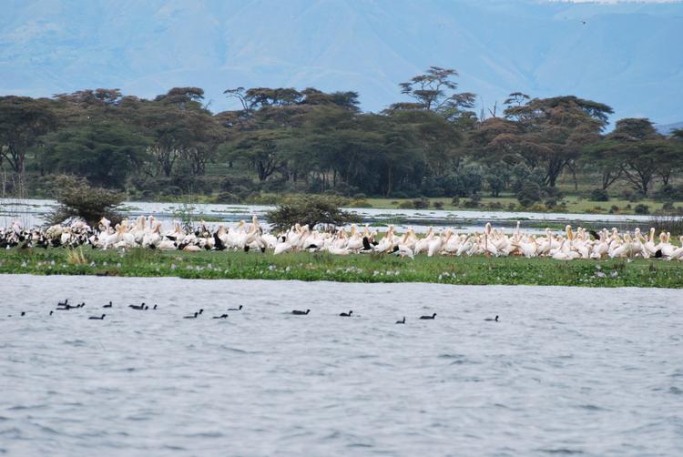 Кения: дикая саванна и теплый океан.