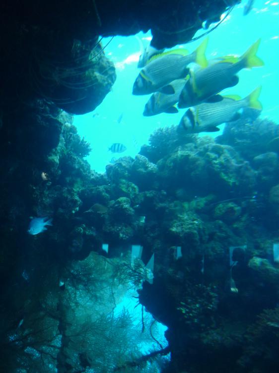 Израиль - Наблюдение за рифом в Подводной обсерватории.