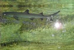 Алуштинский аквариум-террариум - , маргарита Свириденко. Акула. Видать, еще маленькая