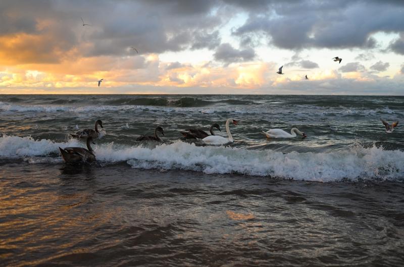 Погода зеленоградск на 3. Зеленоградск Приморский климат. Море в Зеленоградске Калининградской области. Зеленоградское море сейчас. Зеленоградск красивые фото.