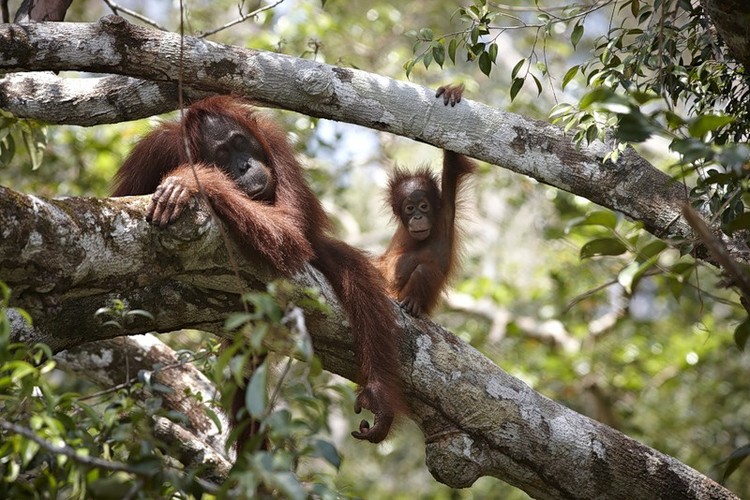 Орангутаны – самые приближенные животные к человеку по своей физиологии, потому ДНК орангутанов схоже с человеческим на 97%