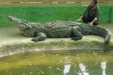 <p>Парк крокодилов</p>