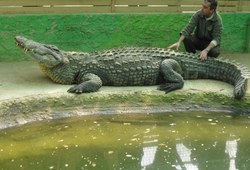<p>Парк крокодилов</p> Фото Парк крокодилов (Торремолинос, Испания)