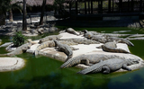 <p>Парк крокодилов</p>