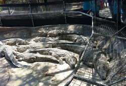 <p>Парк крокодилов</p> Фото Парк крокодилов (Торремолинос, Испания)