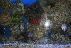 Алуштинский аквариум-террариум - , alla_sipro. Подводный мир