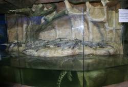 Алуштинский аквариум-террариум - , Анна Аркадьева. крокодильчики ждут обед