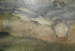 Алуштинский аквариум-террариум - , Нина Филиппенко. крокодильчик - топ-модель