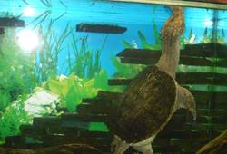 Алуштинский аквариум-террариум - , geniya. грифовая черепаха ловит добычу