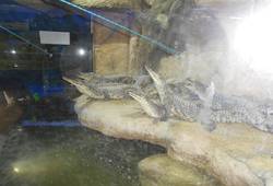 Алуштинский аквариум-террариум - , Алла Музенко. кормление крокодильчиков