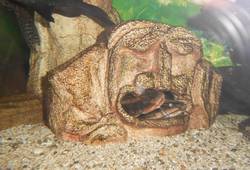 Алуштинский аквариум-террариум - , Мира Посенко. сомики в своем домике