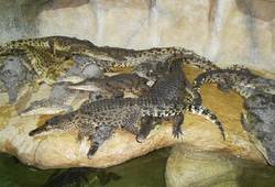 Алуштинский аквариум-террариум - ,  . крокодильчики ждут обед