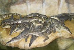 Алуштинский аквариум-террариум - ,  . крокодилы принимают солнечные ванны