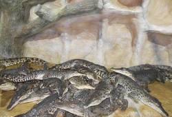 Алуштинский аквариум-террариум - ,  . крокодилы