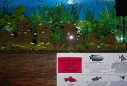 Алуштинский аквариум-террариум - ,  . рыбий дом
