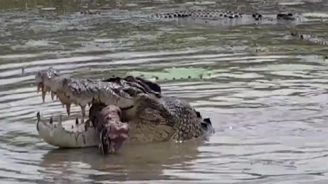 Крокодилы растерзали 90-летнего туриста
