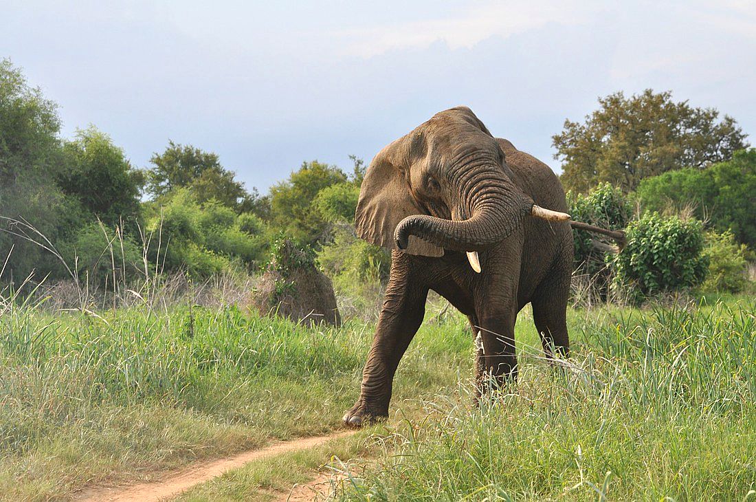 Слон убил туриста прямо в кемпинге