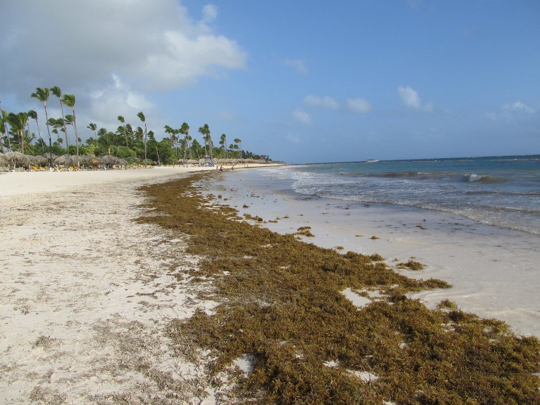 На карибские пляжи «принесло» саргассы