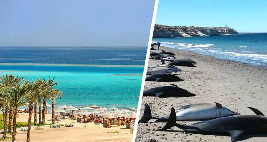 Трагедия на пляже в Египте: туристы нашли на берегу Красного моря 11 мертвых дельфинов