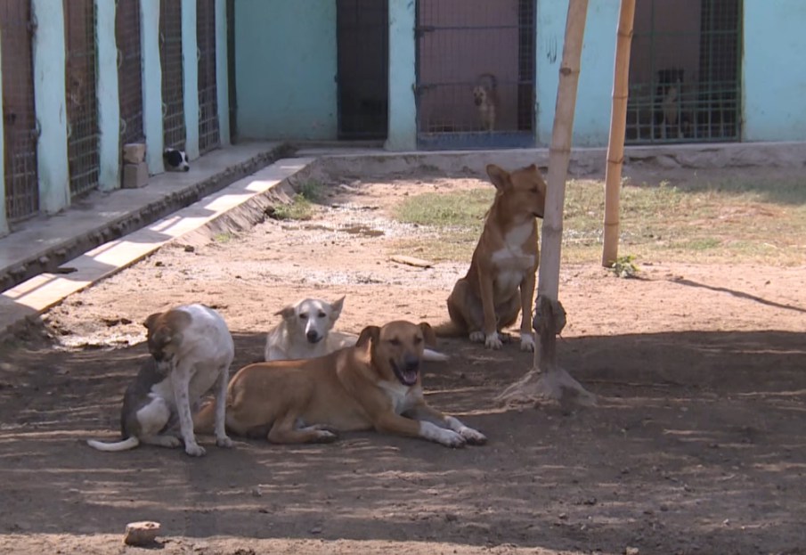 В Хургаде стерилизуют всех собак