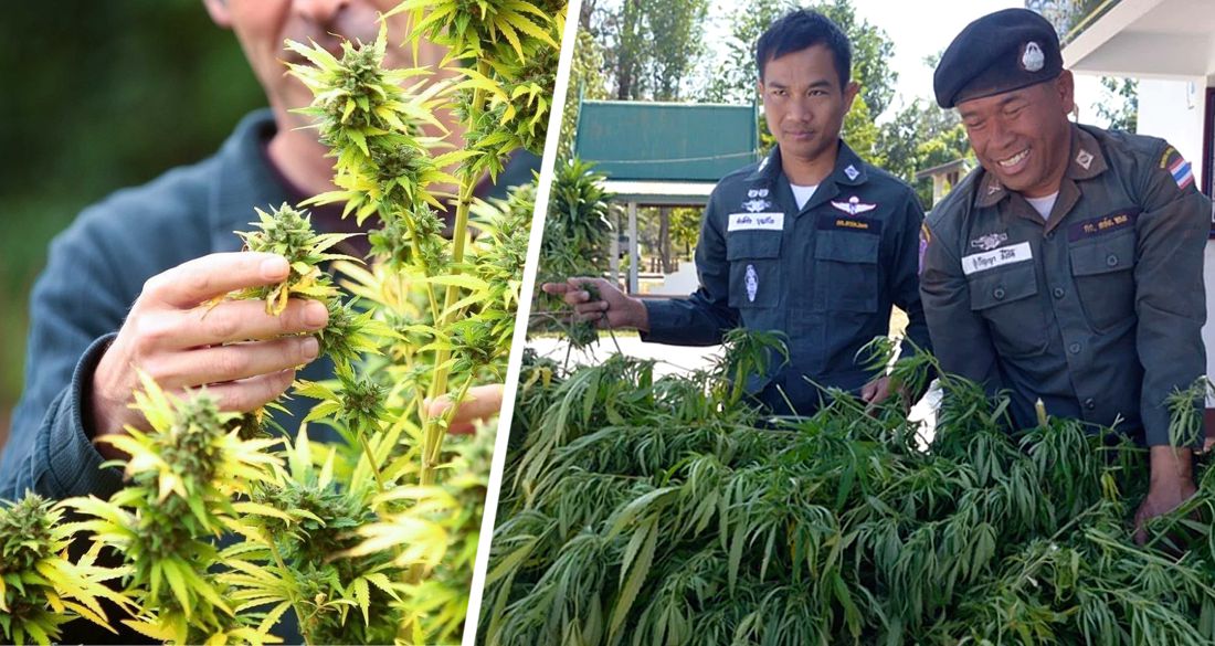 Что будет в тайланде за марихуану конопля чем вредит