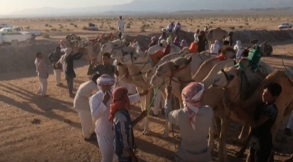 В Шарм-эль-Шейхе начались забеги 500 верблюдов
