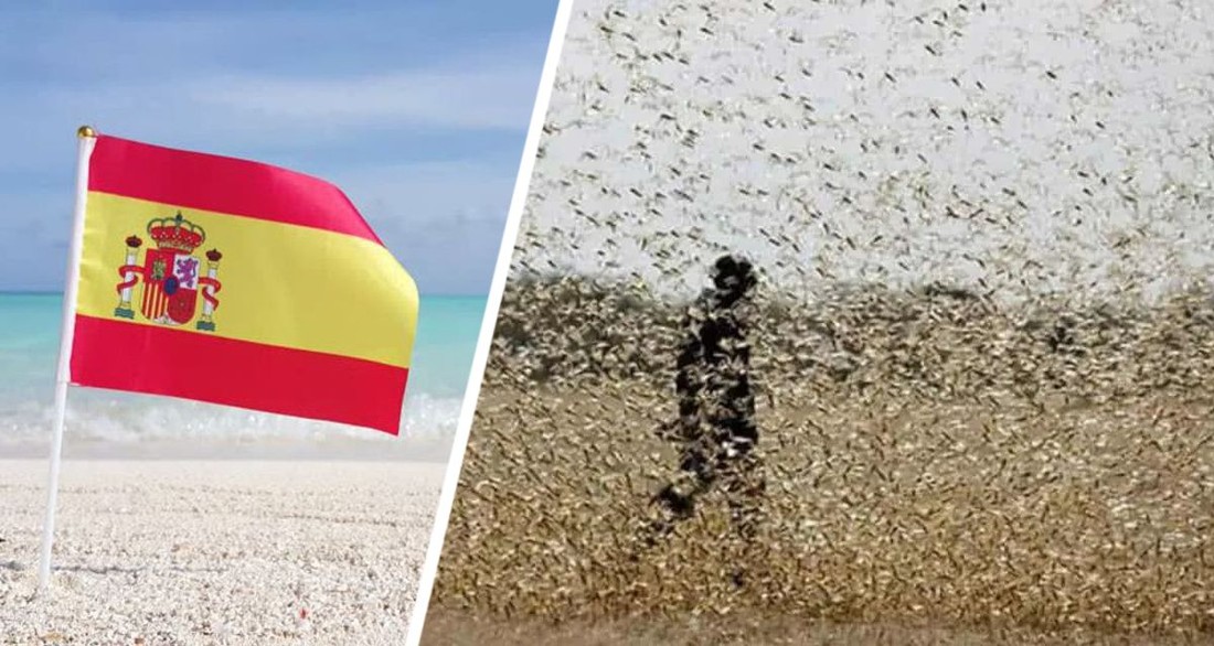 Тревожный сигнал прозвучал для туризма Испании: на курортах началась атака чёрных мух, туристы разбегаются в панике