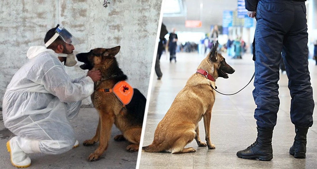 Для выявления пассажиров, больных ковидом, в аэропорту начали применять собак