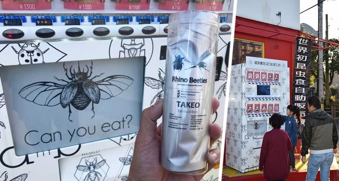 В Японии установили автоматы по продаже съедобных насекомых: особо хорошо едят бамбуковых гусениц