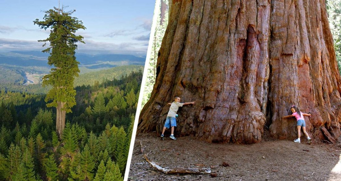 Кругом человеческие отходы: туристам запретили посещать самое высокое дерево в мире