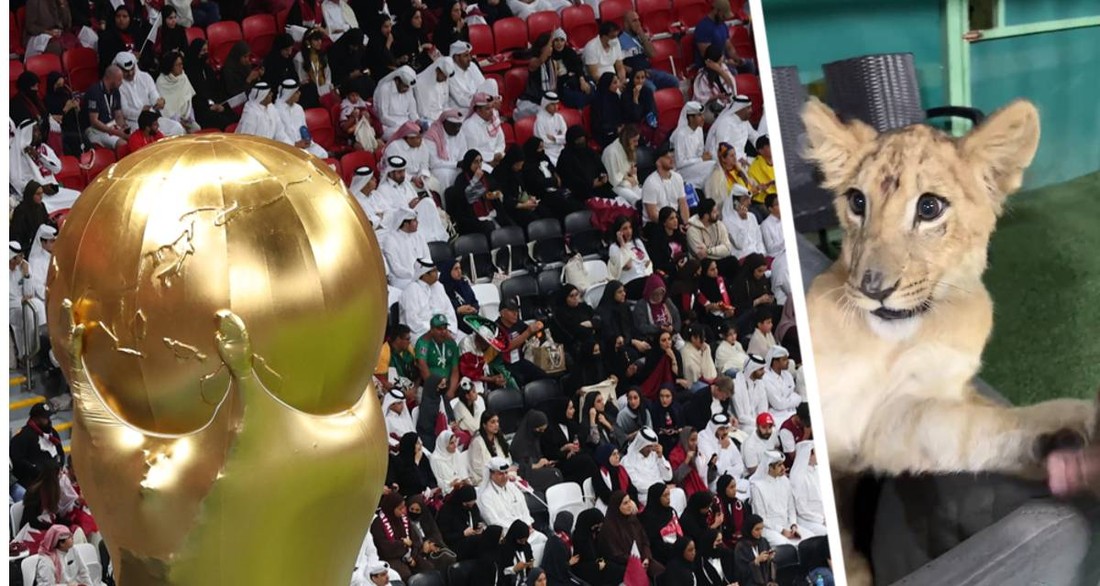 Поиск пива в Катаре закончился для фанатов неожиданно: они попали во дворец шейха