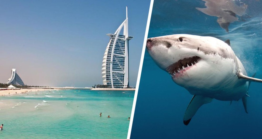 Акула вызвала переполох на пляже в Дубае, российские туристы спасались бегством