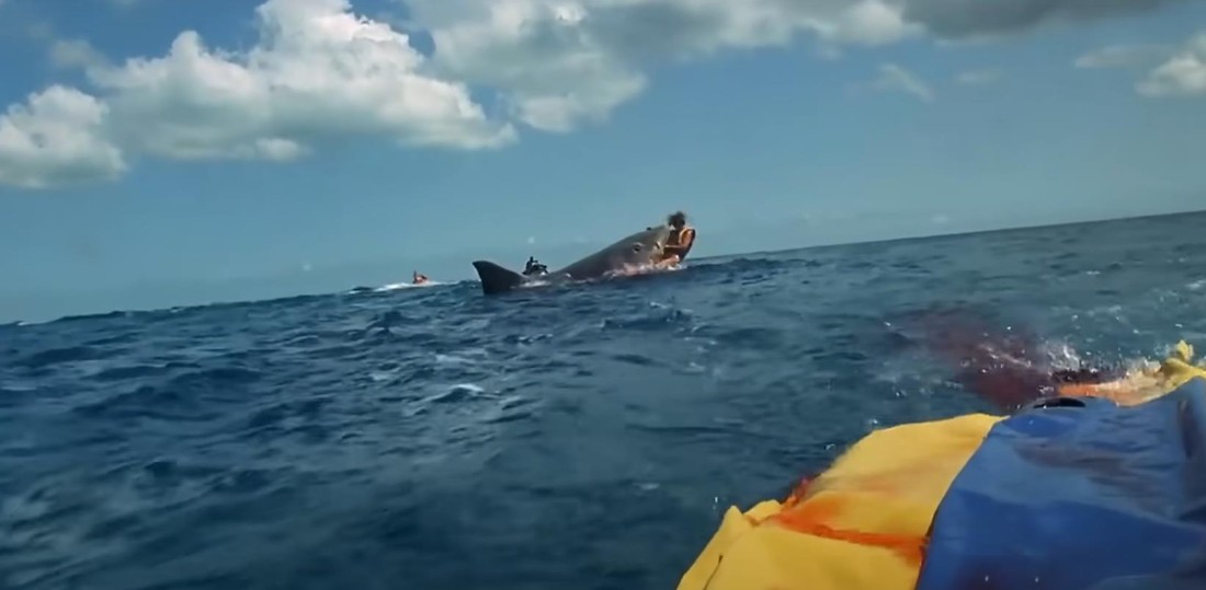 Акула съела жену туриста прямо у него на глазах