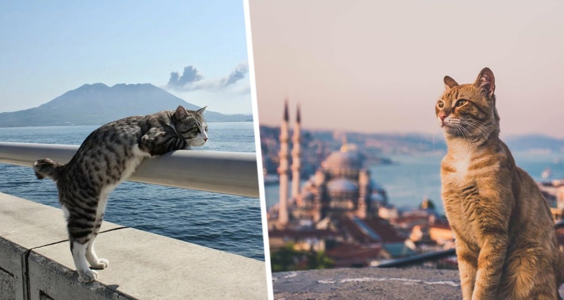 Российская туристка в Турции неожиданно поняла почему там о человеке судят по кошкам