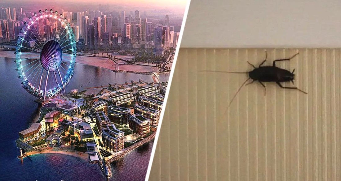 Есть тараканы, даже в ванной комнате: турагент рассказал, что такое отдых в 2-звездочном отеле Дубая