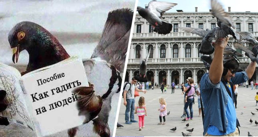 Туристов предупредили об афере с птичьим пометом