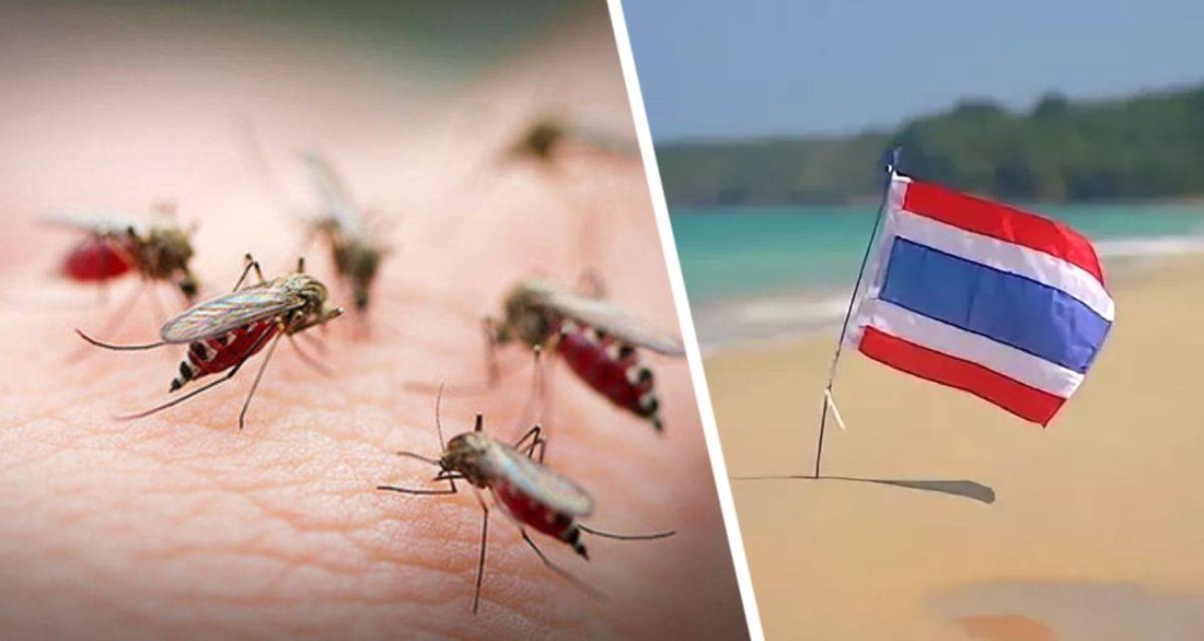 Новая беда: туристов в Таиланде попросили остерегаться опасных комаров