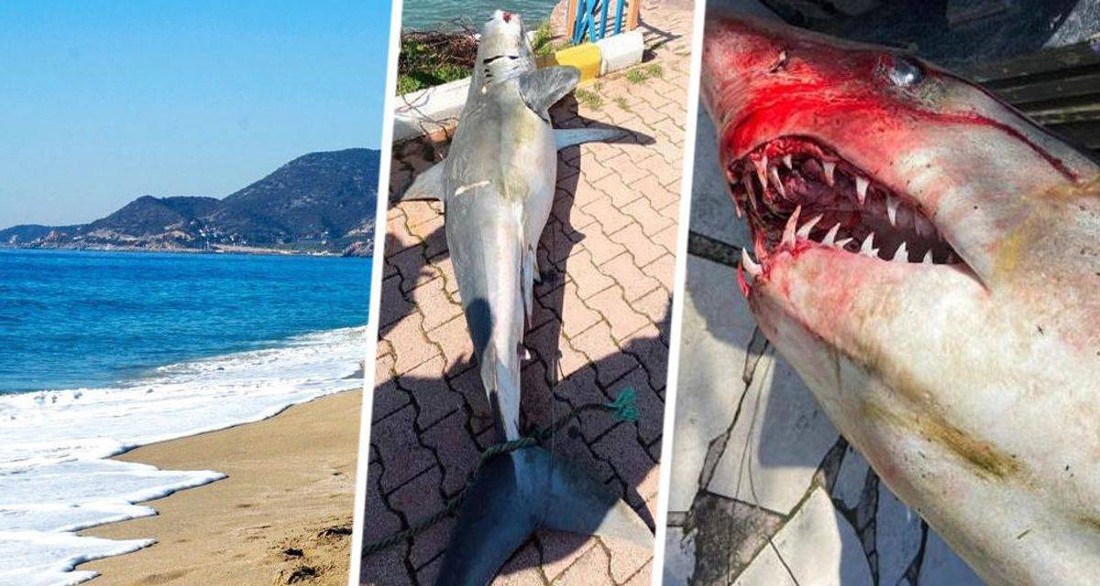 На Пхукете для туристов закрыт популярный пляж из-за нападения акулы