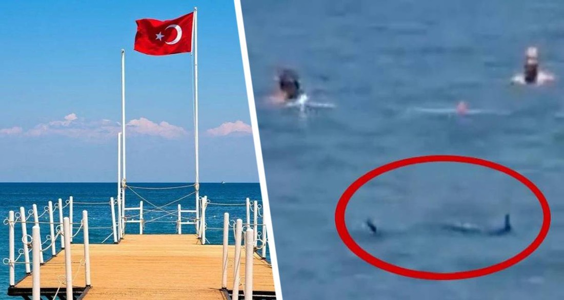 Акулья паника началась в Турции: на пляже турист отбивался от средиземноморской зарганы кулаками