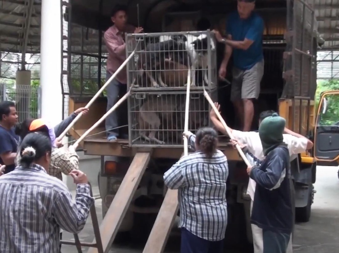 На Пхукете начался отлов бродячих собак, преследующих туристов
