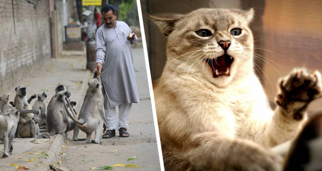 В Турции на российских туристов стали нападать кошки, а в Хургаде россиянку покусала обезьяна