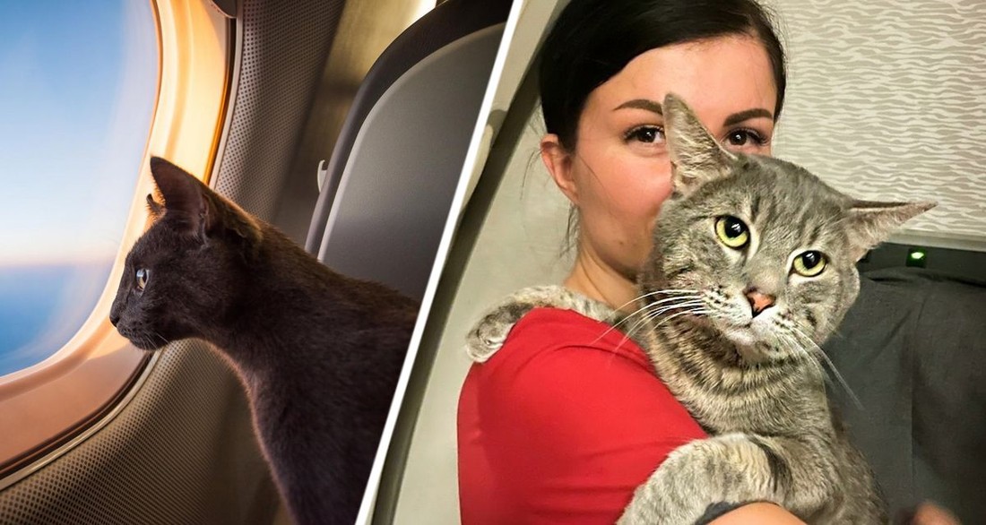 В Таиланде российские стюардессы спасли кота россиянки, которого хотели усыпить местные пограничники