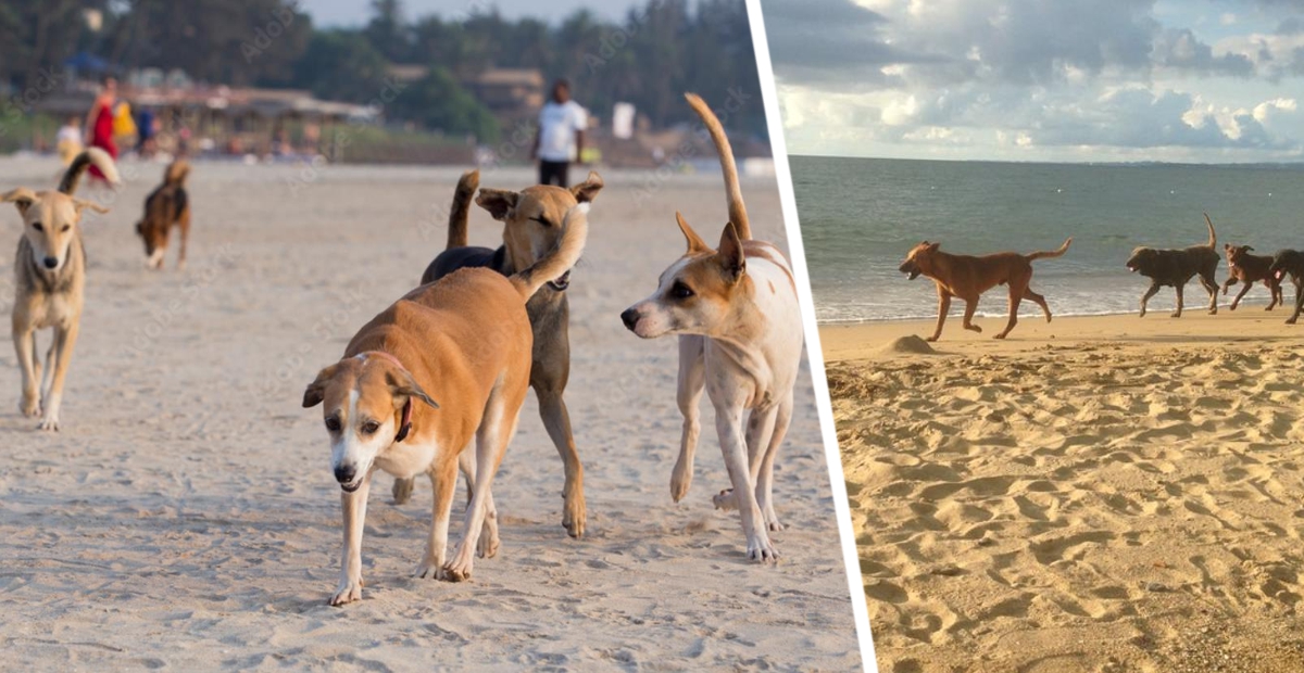 На пляже популярного курорта на туристов начали нападать собаки: власти проводят вакцинацию против бешенства