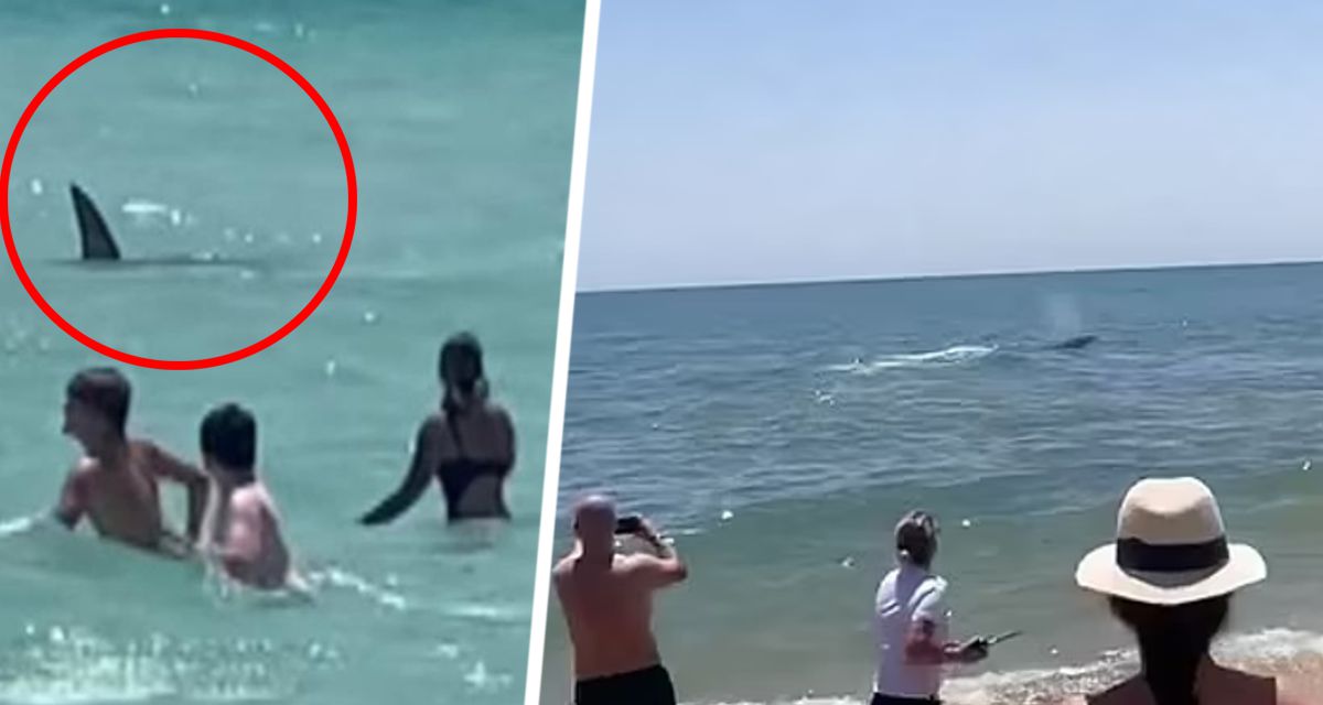 Туристка скончалась после того, как акула откусила ей ногу на глазах у ее ребенка
