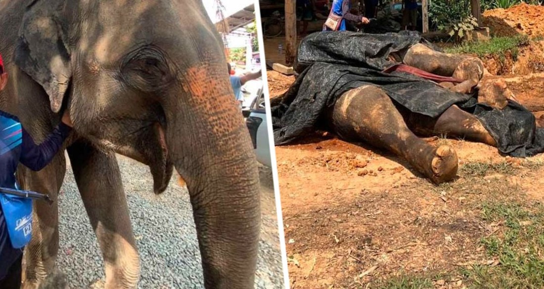 Российские туристы убили в Таиланде слона