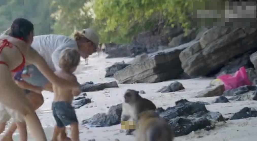 Турист ввязался в драку с бандой обезьян на пляже Таиланда после того, как они напали на его годовалого сына