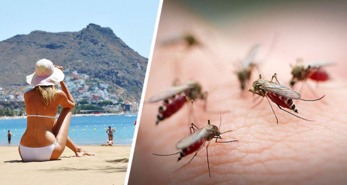Туристка отправилась на Лазурный берег и подхватила смертельный вирус после укуса комара