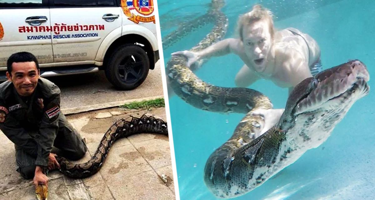 Гигантская рептилия заползла в бассейн с туристами на популярном курорте, вызвав переполох