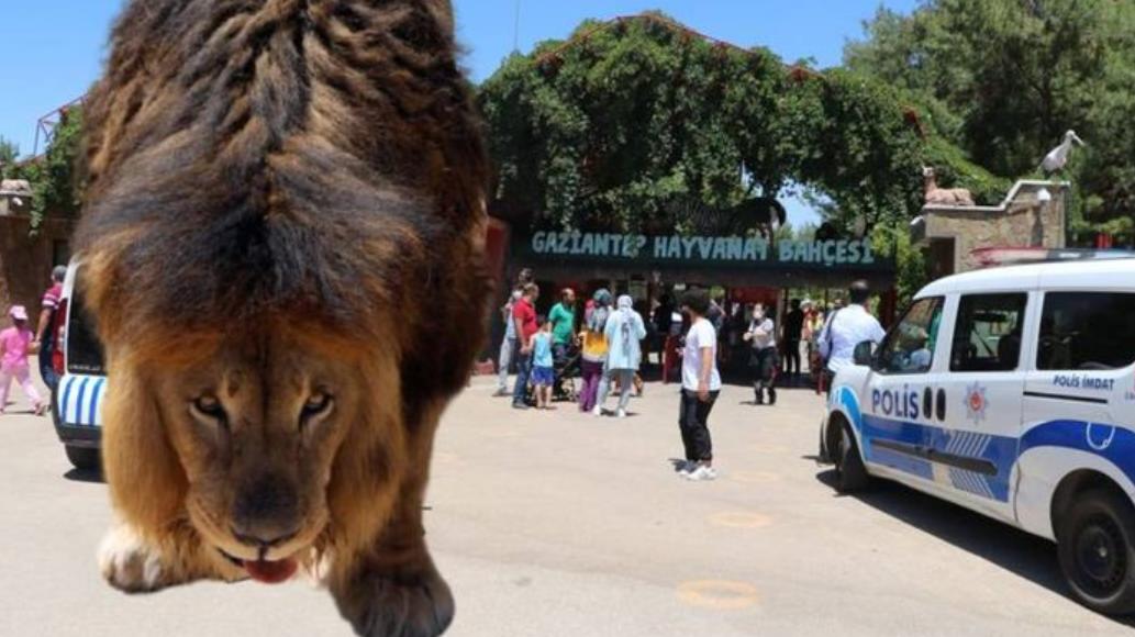 В Анталии лев сорвал кожу с головы 4-х летнего туриста