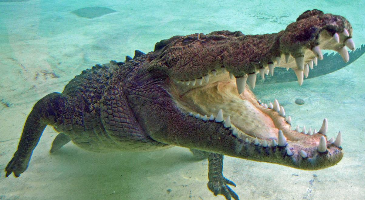 На туристку во время купания напал морской крокодил